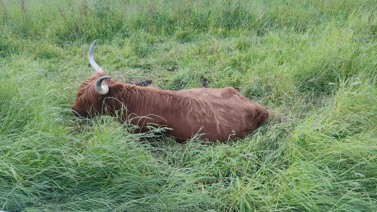cow