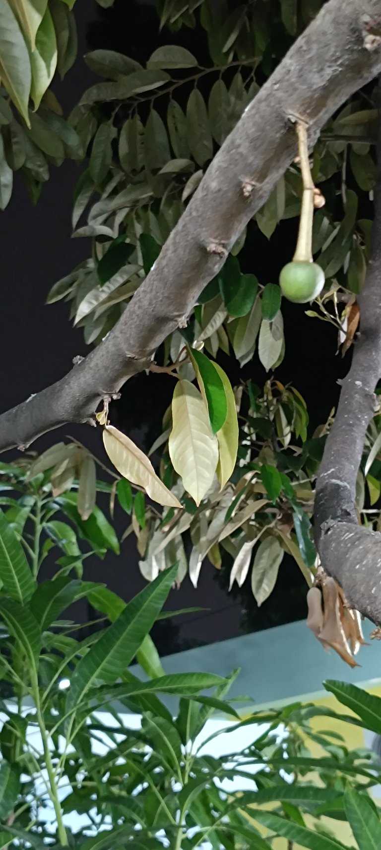 Durian Flower