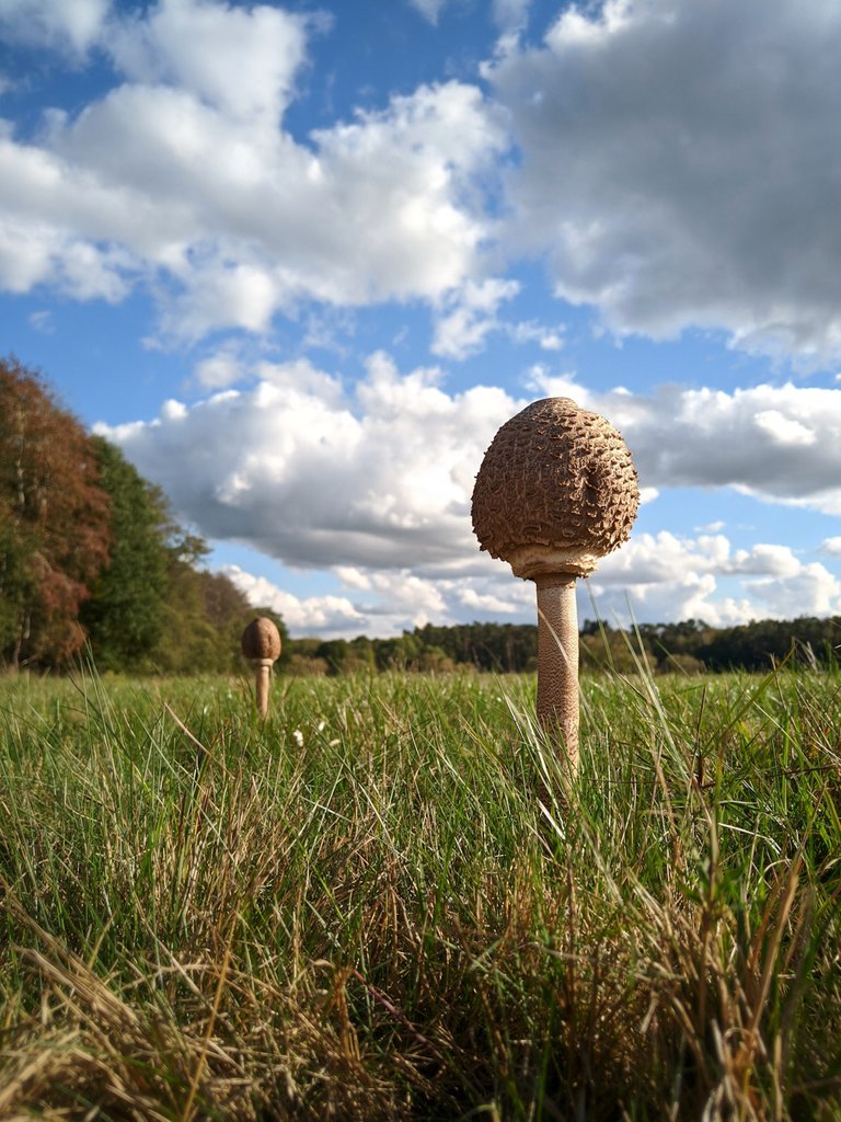 alien mushrooms