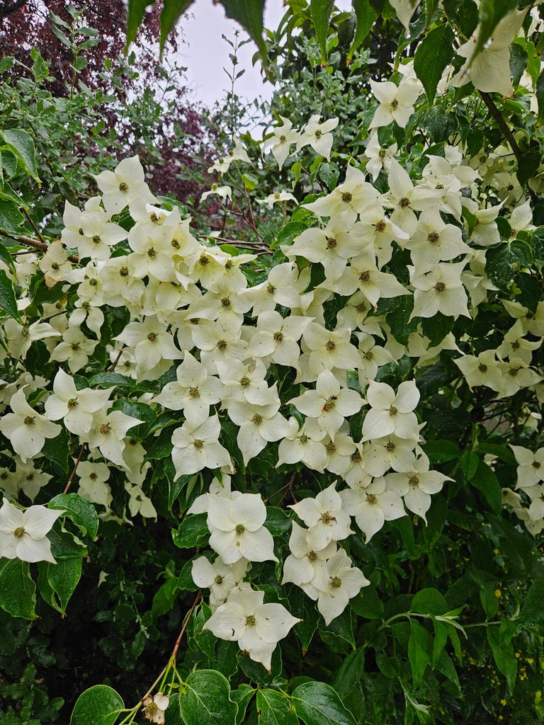 Busy day and an intriguing plant : My Actifit Report Card: June 4 2026