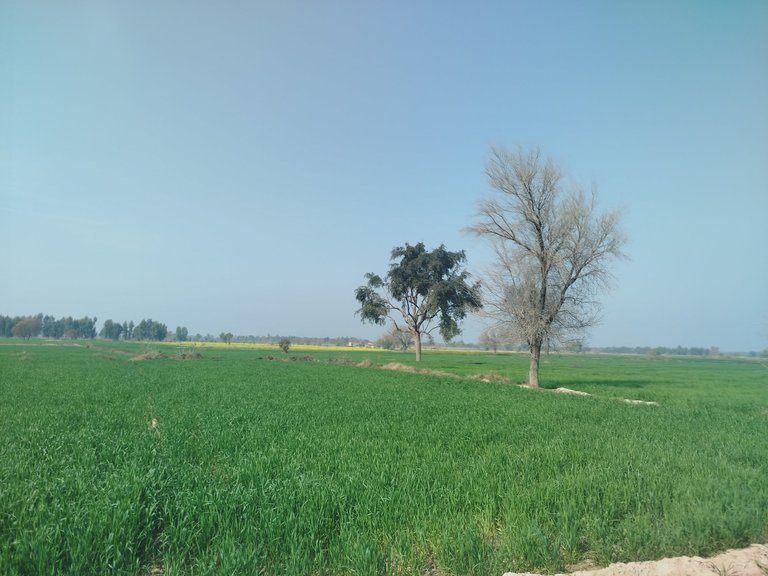 My Actifit Report Card: February 4 2026