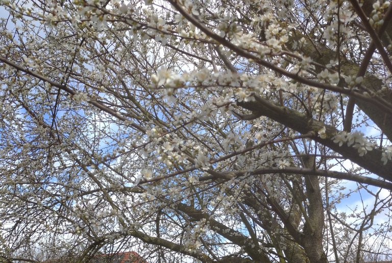 Future Plums?