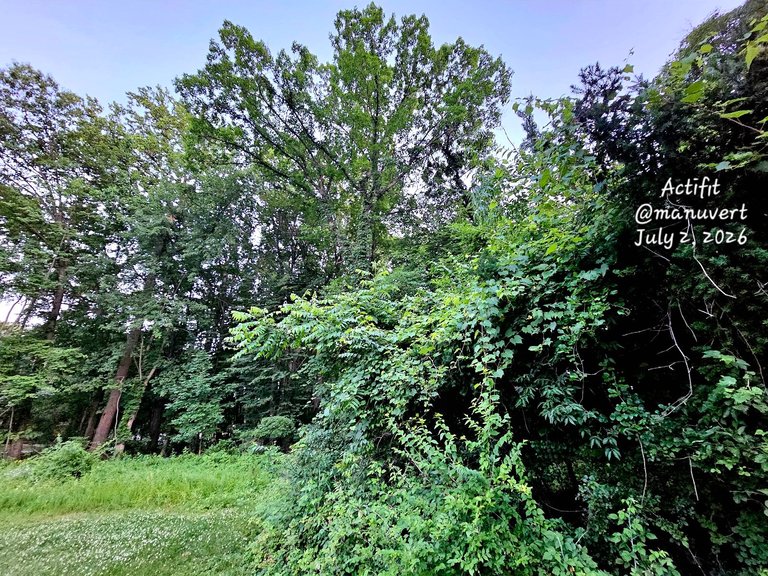 Caturday in My Actifit Report Card: July 2 2026