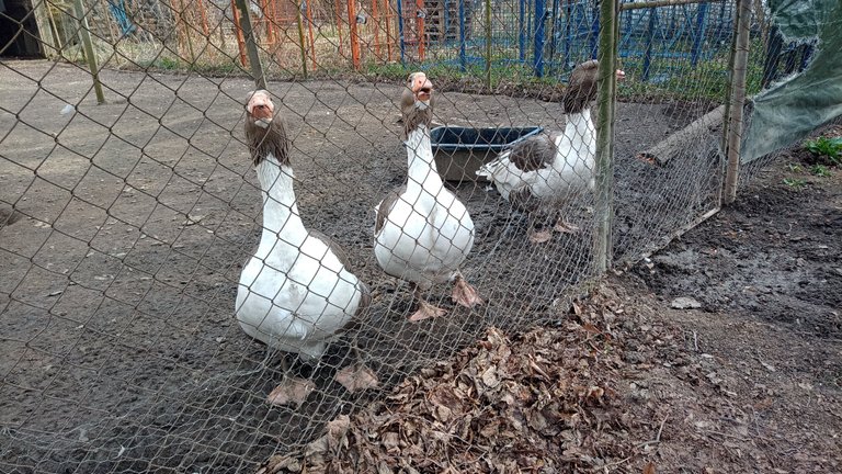 My Actifit Report Card: April 12 2026