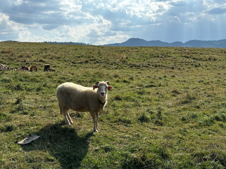 A lone sheep in Pieniny Mts, Poland