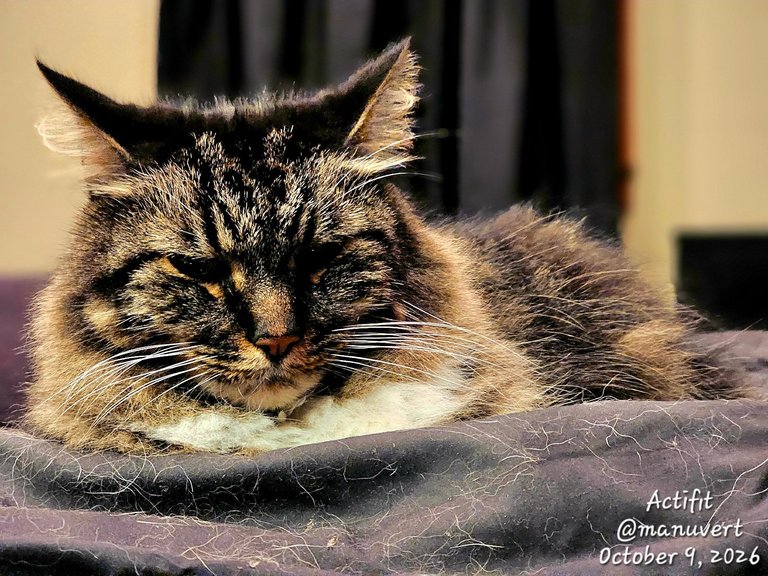 Caturday in My Actifit Report Card: October 9 2026