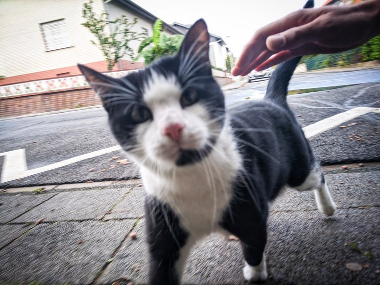 kitty playful camera chasing