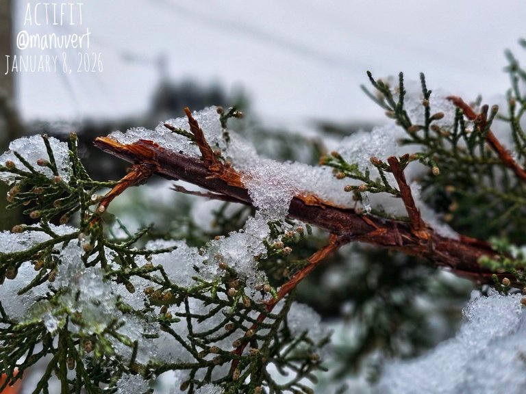 My Actifit Report Card: January 8 2026