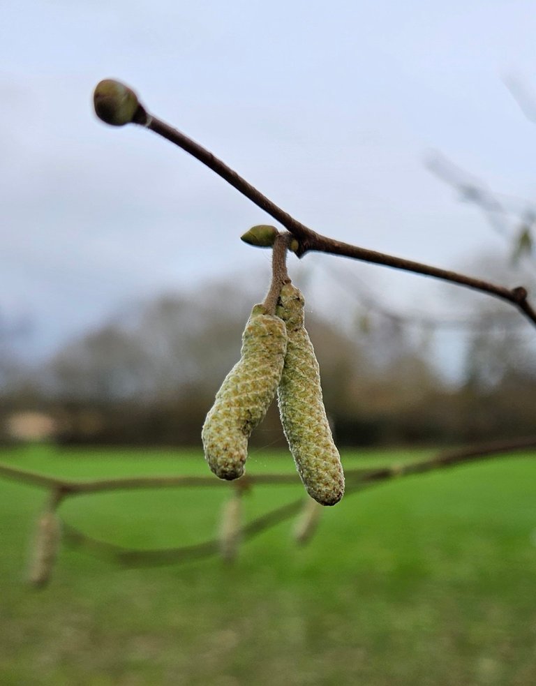 Out and About  : My Actifit Report Card: January 26 2026