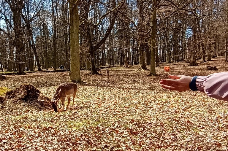 My Actifit Report Card: April 15 2026