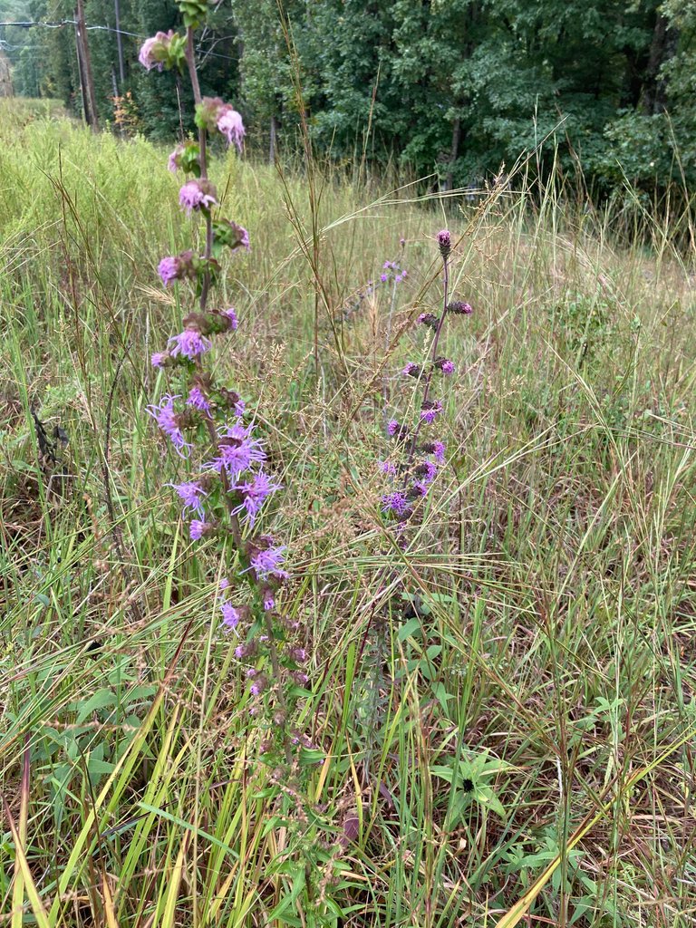 No Wildlife, Just Wildflowers An Ozarklife Hike My Actifit Report Card: September 22 2023