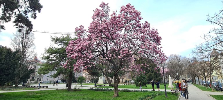 Magnolia Tree