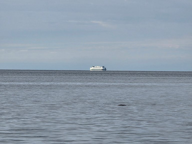 My Actifit Report Card: December 31 2025