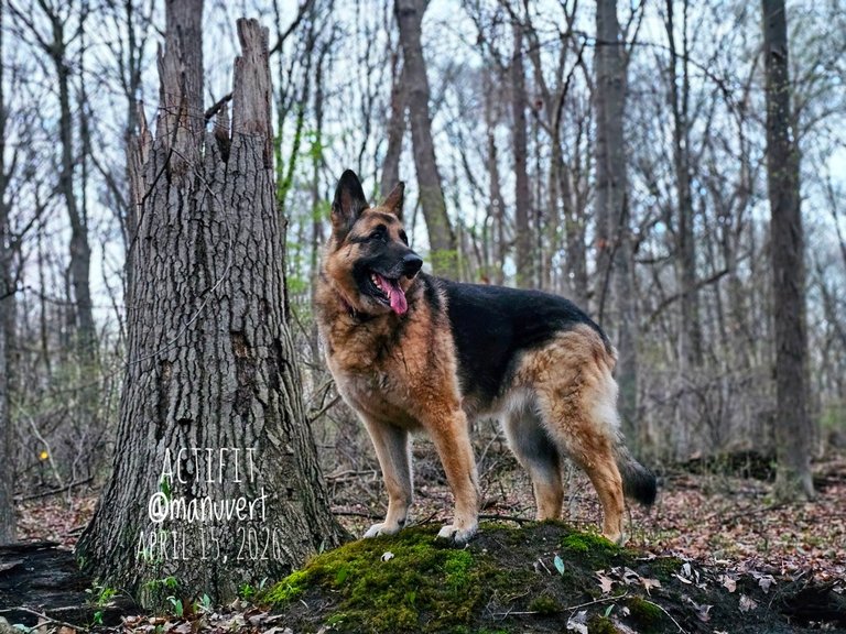 My Actifit Report Card: April 15 2026