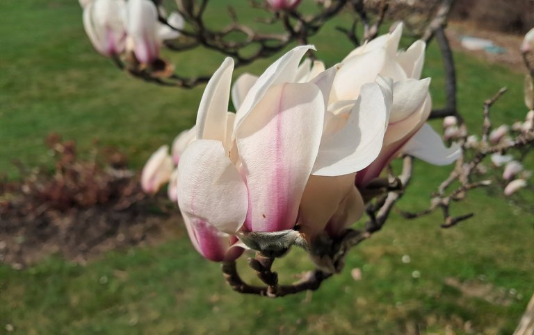 My Actifit Report Card: March 14 2026