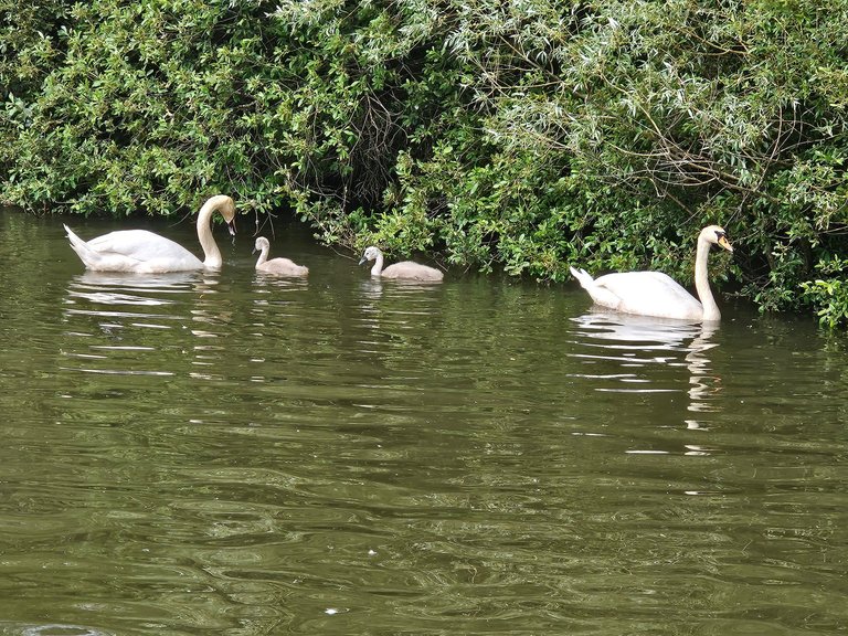 Only two cygnets remain now  : My Actifit Report Card: May 30 2026