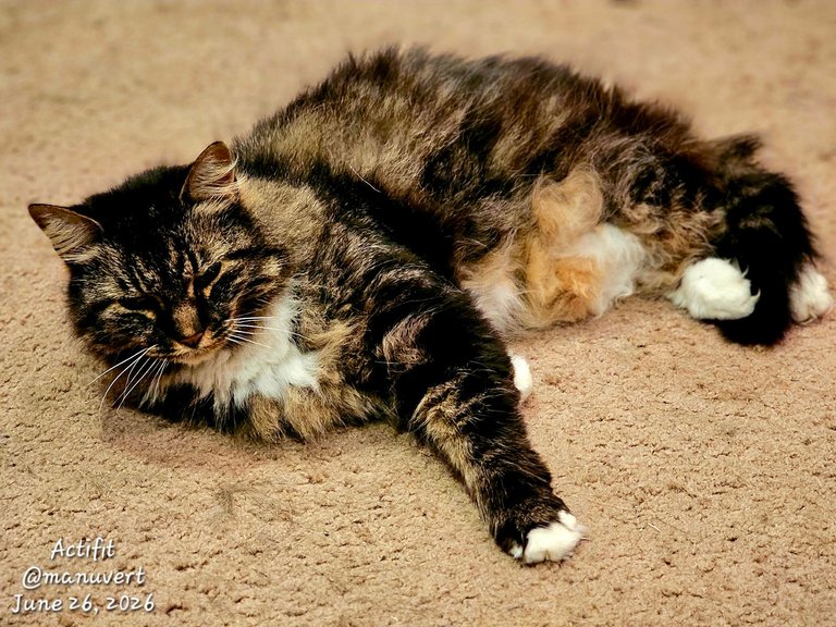 Caturday in My Actifit Report Card: June 26 2026