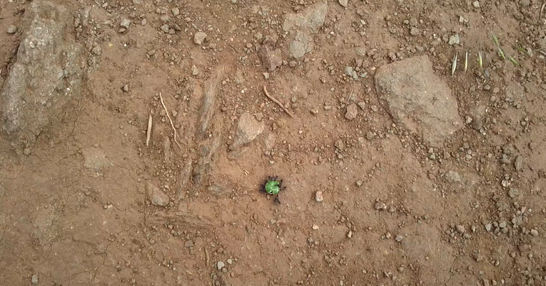 Ants crowded around, eating a green lolly