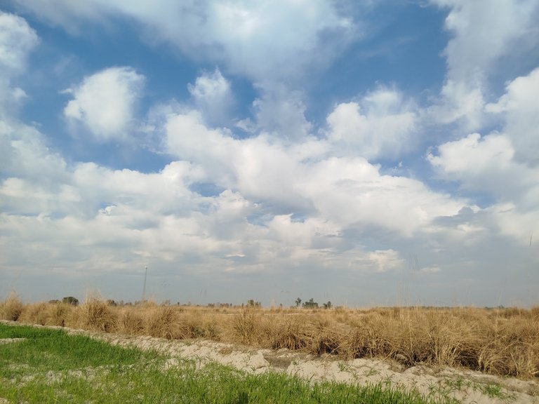 My Actifit Report Card: January 31 2026