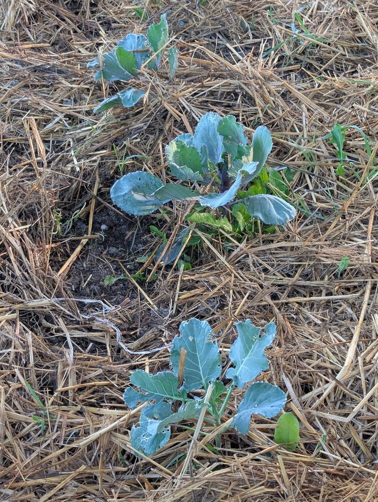 PHOTO: winter garden seedlings doing well