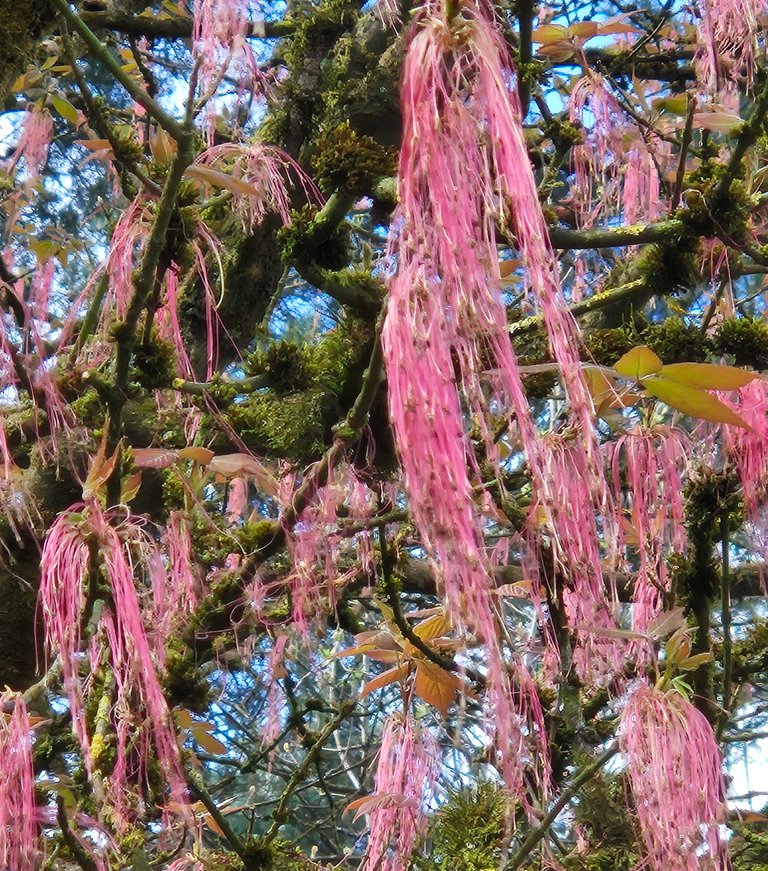 Pink candyfloss: My Actifit Report Card: April 10 2026