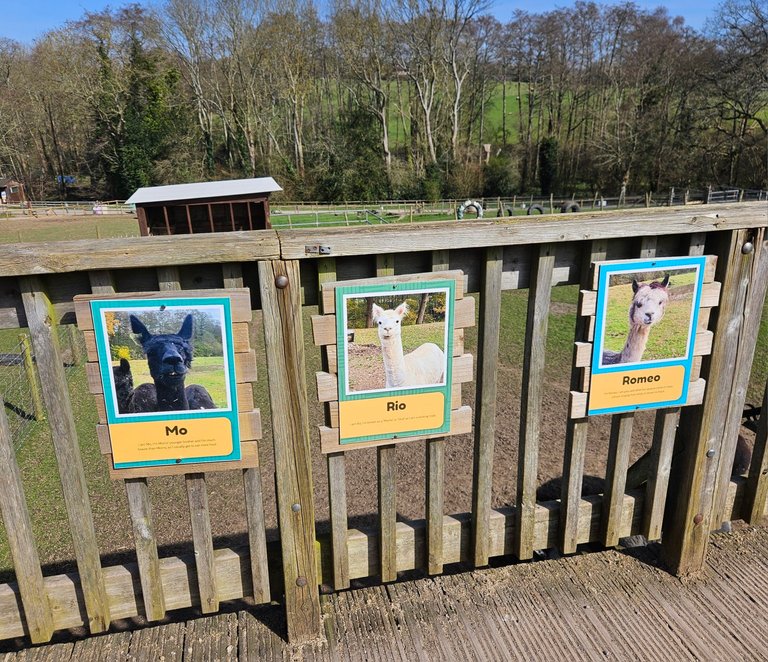 Meet Mo, Rio and Romeo  😆: My Actifit Report Card: March 21 2026