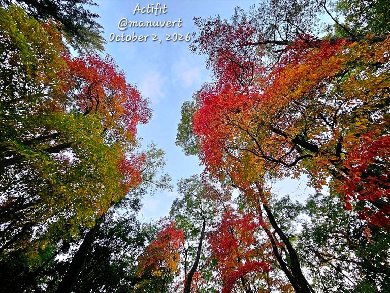 My Actifit Report Card: October 2 2026