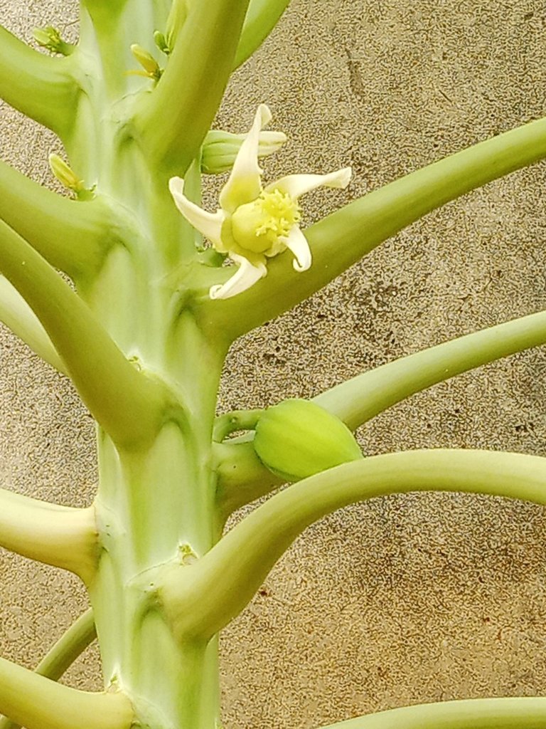 My Actifit Report Card: April 15 2026