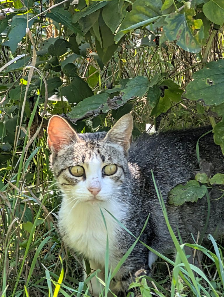 The neighbours' tabby cat