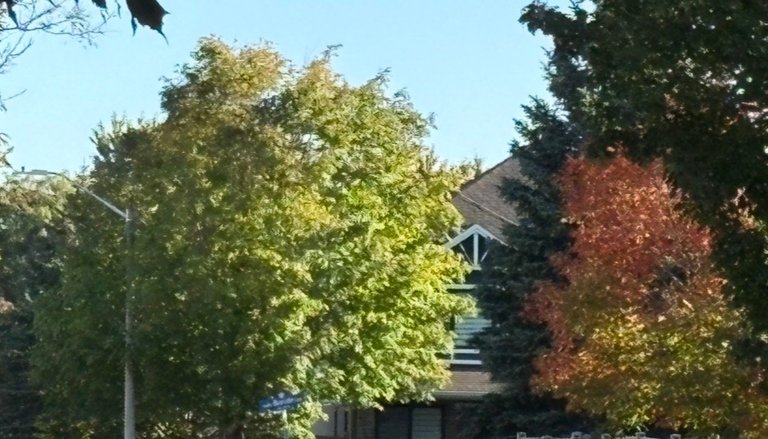 My Actifit Report Card: September 25 2026