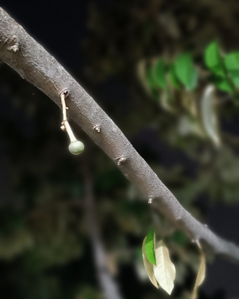 Another Durian Tree Branch