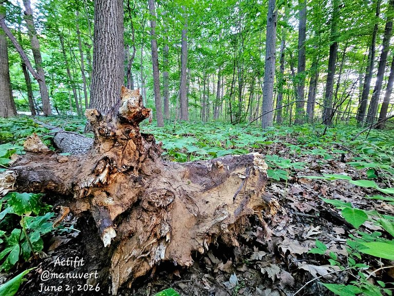 My Actifit Report Card: June 2 2026