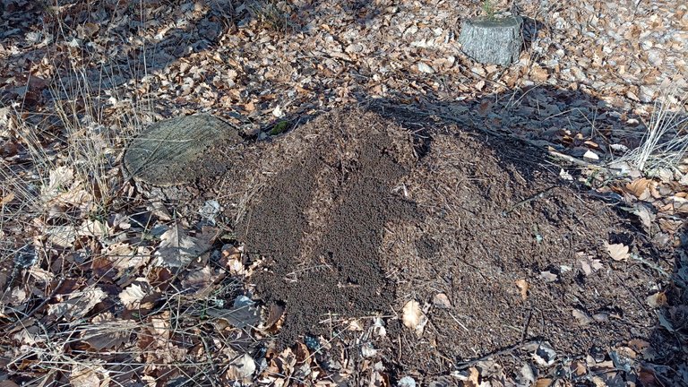 My Actifit Report Card: February 25 2026