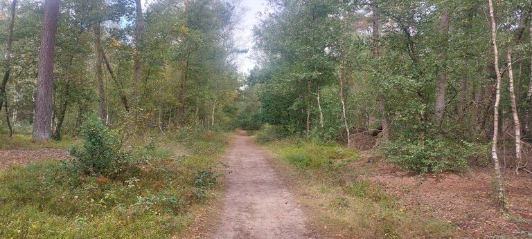 More work and a forest walk - My Actifit Report Card: August 31 2025
