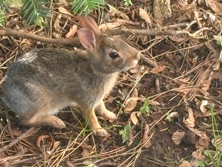 A pile of chores, and a judgy rabbit. My Actifit Report Card: June 23 ...