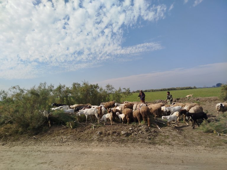 My Actifit Report Card: January 31 2026