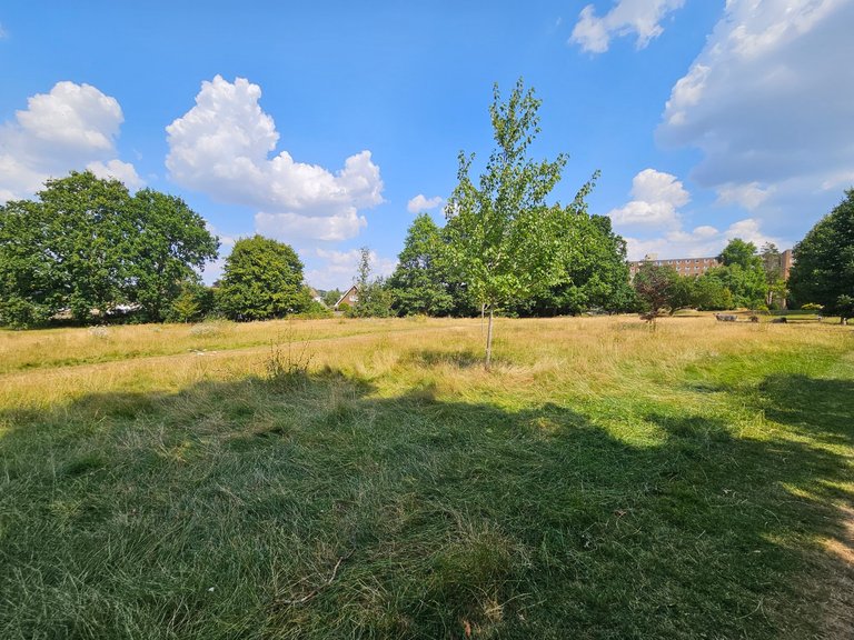 Meadow delight!  : My Actifit Report Card: July 17 2026