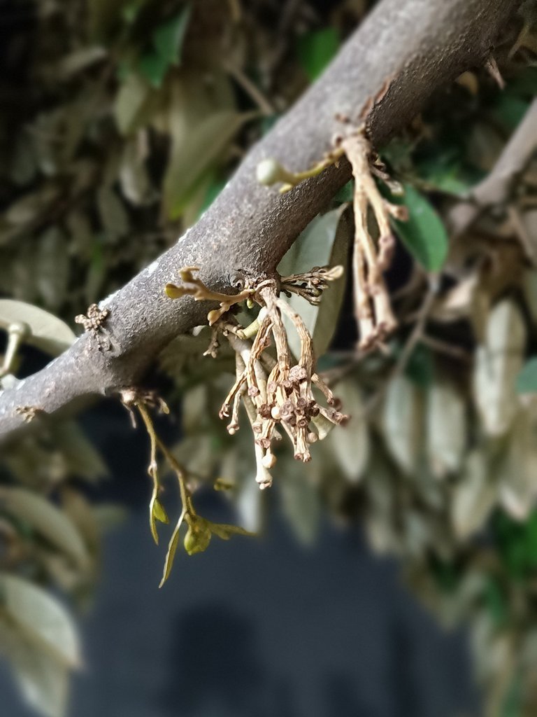 Durian Tree Branch
