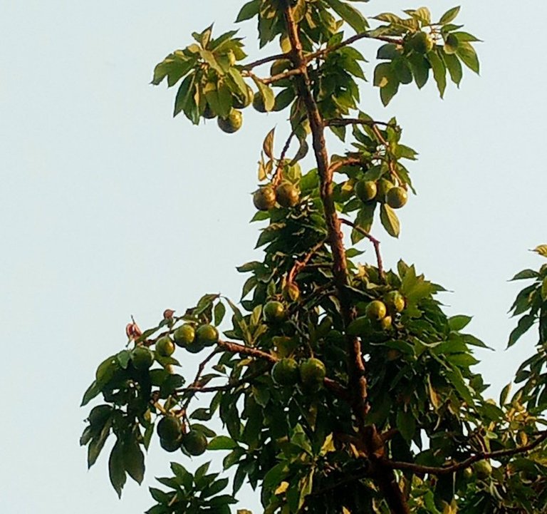 My Actifit Report Card: March 17 2026