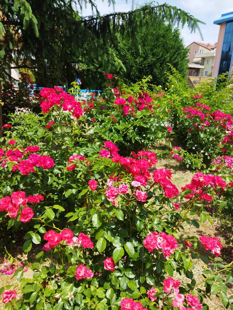 ![](https://usermedia.actifit.io/b6662a78-858e-40c9-bf4c-07b079f4a930)