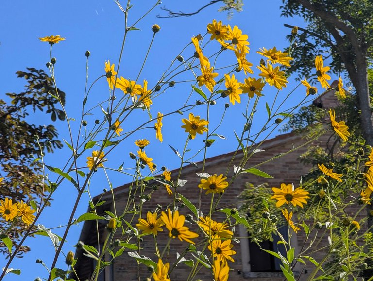 PHOTO: backlit yellow flowers at dawn with the hills silhouetted behind them