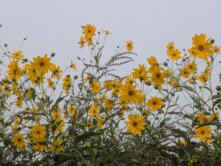 PHOTO: a field glowing with wild yellow mustard flowers in the morning light