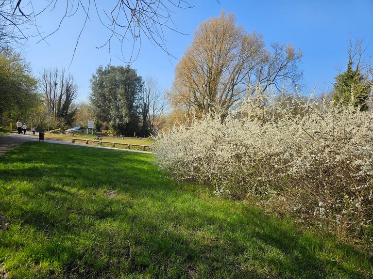 My Actifit Report Card: March 20 2026