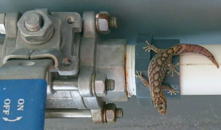 Lizard on pipework at a Water Treatment Plant
