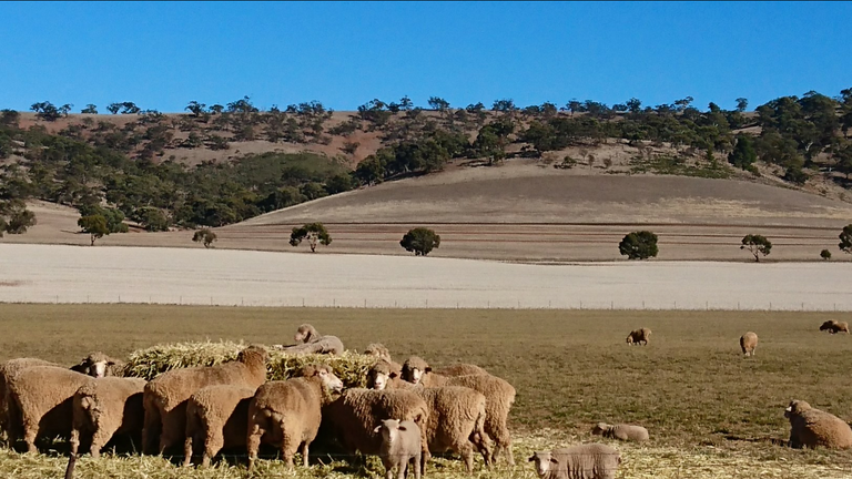 Lamb on Haybale, with Sheep