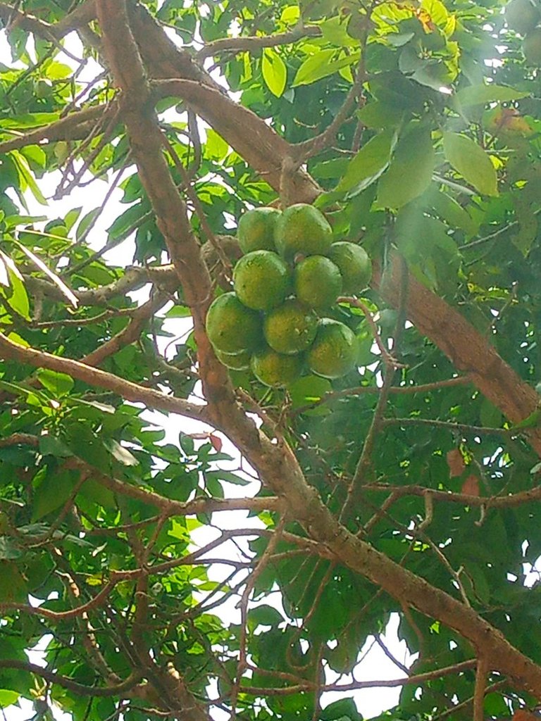 My Actifit Report Card: March 12 2026 