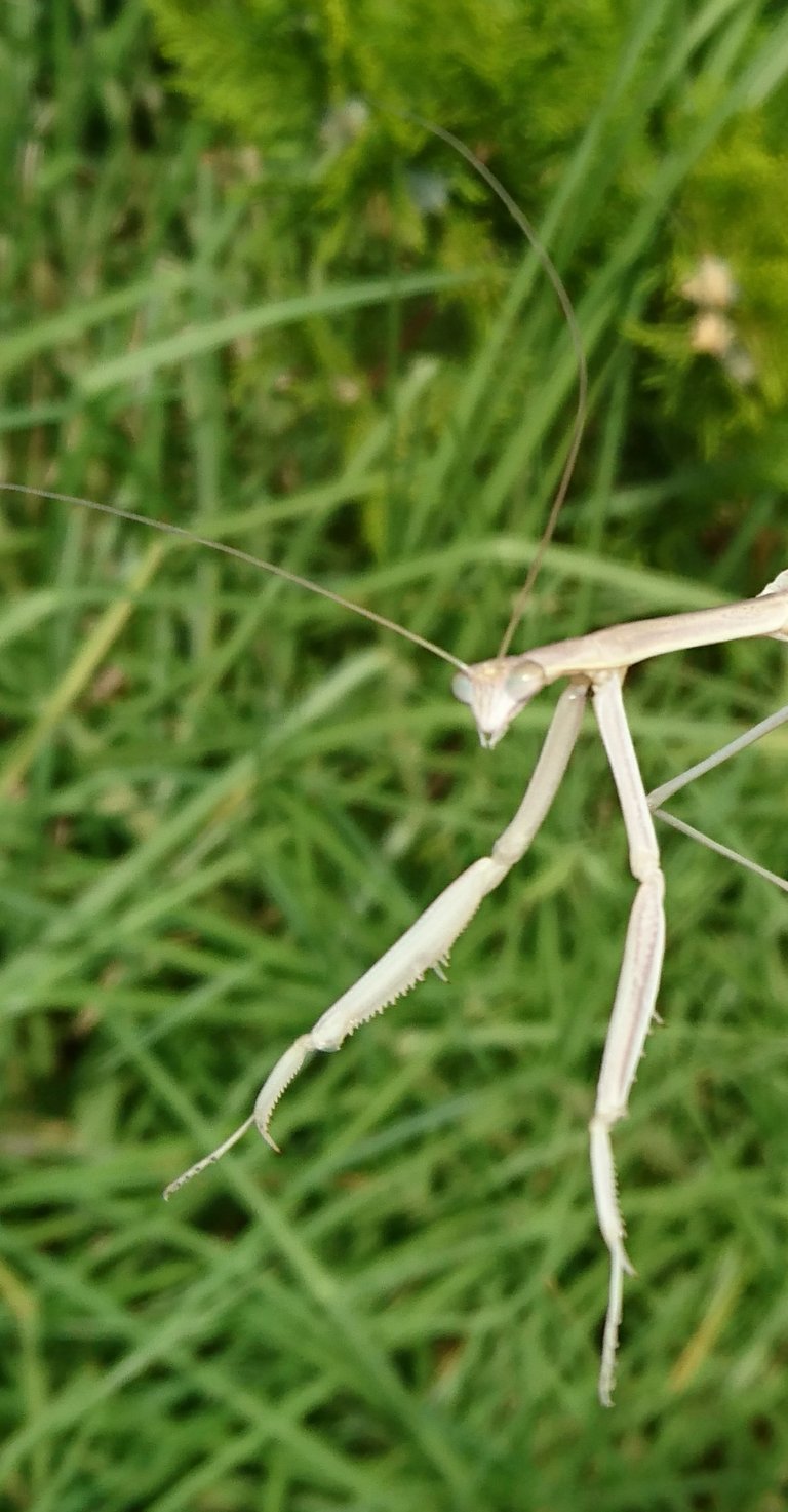 Praying Mantis