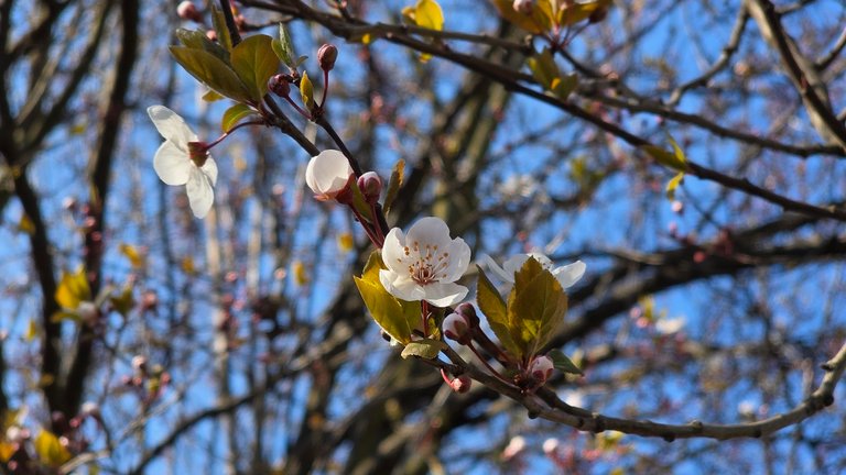 [PL /ENG] My Actifit Report Card: April 3 2026