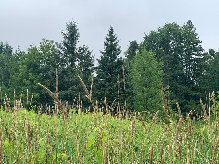 My Actifit Report Card: June 20 2025