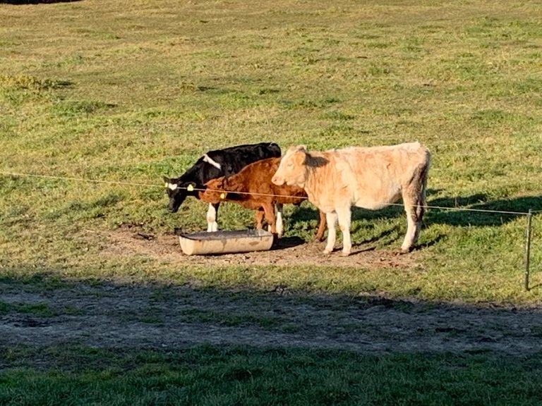 Three calves, three colors. Beskid Niski Mts, Poland